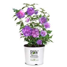 2 Gal. Dark Lavender Chiffon Rose of Sharon (Hibiscus) Plant with Lavender Flowe
