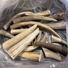 Elk And Deer Antler Horn Points Pieces 1 Pound