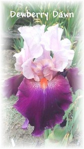 DEWBERRY DAWN: tall bearded iris: 1 bonus with any 5