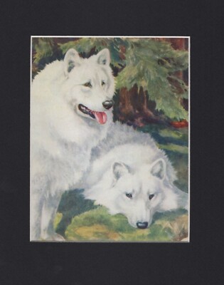 Vintage 1934 Samoyed ''Duo'' Print - CUSTOM MATTED - Dog Art Print - Gift