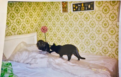 Vintage 1997 4x6 Found Photo 2 Black Cats on Bed in Yellow Wallpapered Bedroom