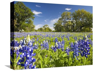 ART.COM Canvas Wall Art Prints Field of Texas Bluebonnets and Oak Trees, Texa...