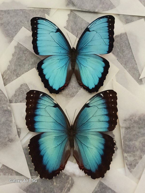 LOT OF 20 MORPHO PELEIDES A1 10 MALE & 10 FEMALE UNMOUNTED WINGS CLOSED
