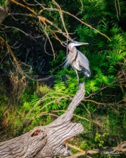 Great Blue Heron by Joseph Fisher Fine Art Print Wildlife Bird Nature 13x19