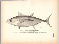 1884 Fish Print, Alalonga or Long Finned Tunny, Vintage Print
