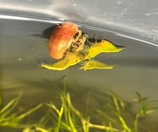 50 YELLOW NEOCARIDINA SHRIMPS FRESHWATER PEACEFUL SCAVENGERS BEGINNERS PERFECT