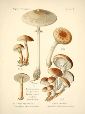 14002.Decor Poster.Room interior wall design.Mushroom types.Kitchen Chef art