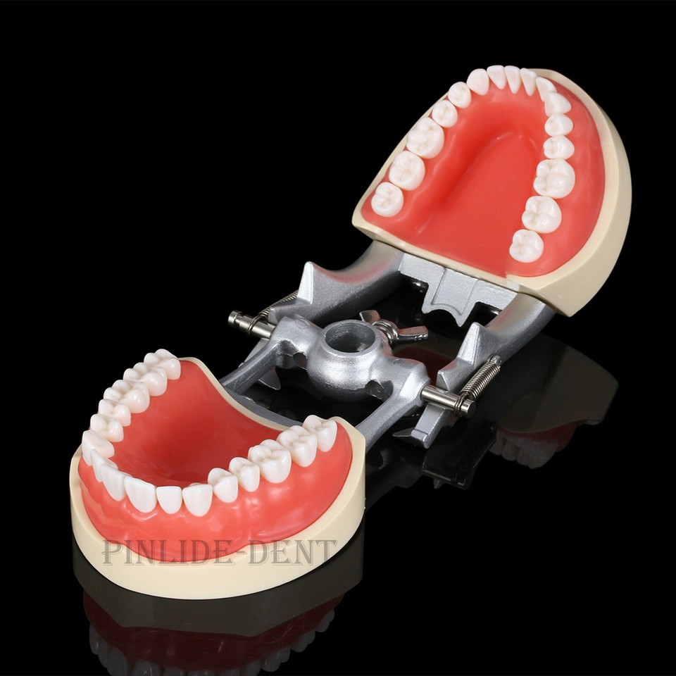 Typodont Dentaire Avec Dents Remplaçables à Vis - Modèle D'Entraînement Pour Étudiants En Dentisterie - Simulation Réaliste