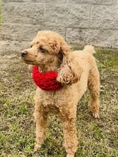 Dog Sweaters And Scarves