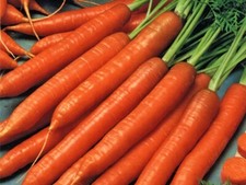 Scarlet Nantes Carrot 100 - 20,000 Seeds Heirloom Fresh Sweet Crispy Non-GMO