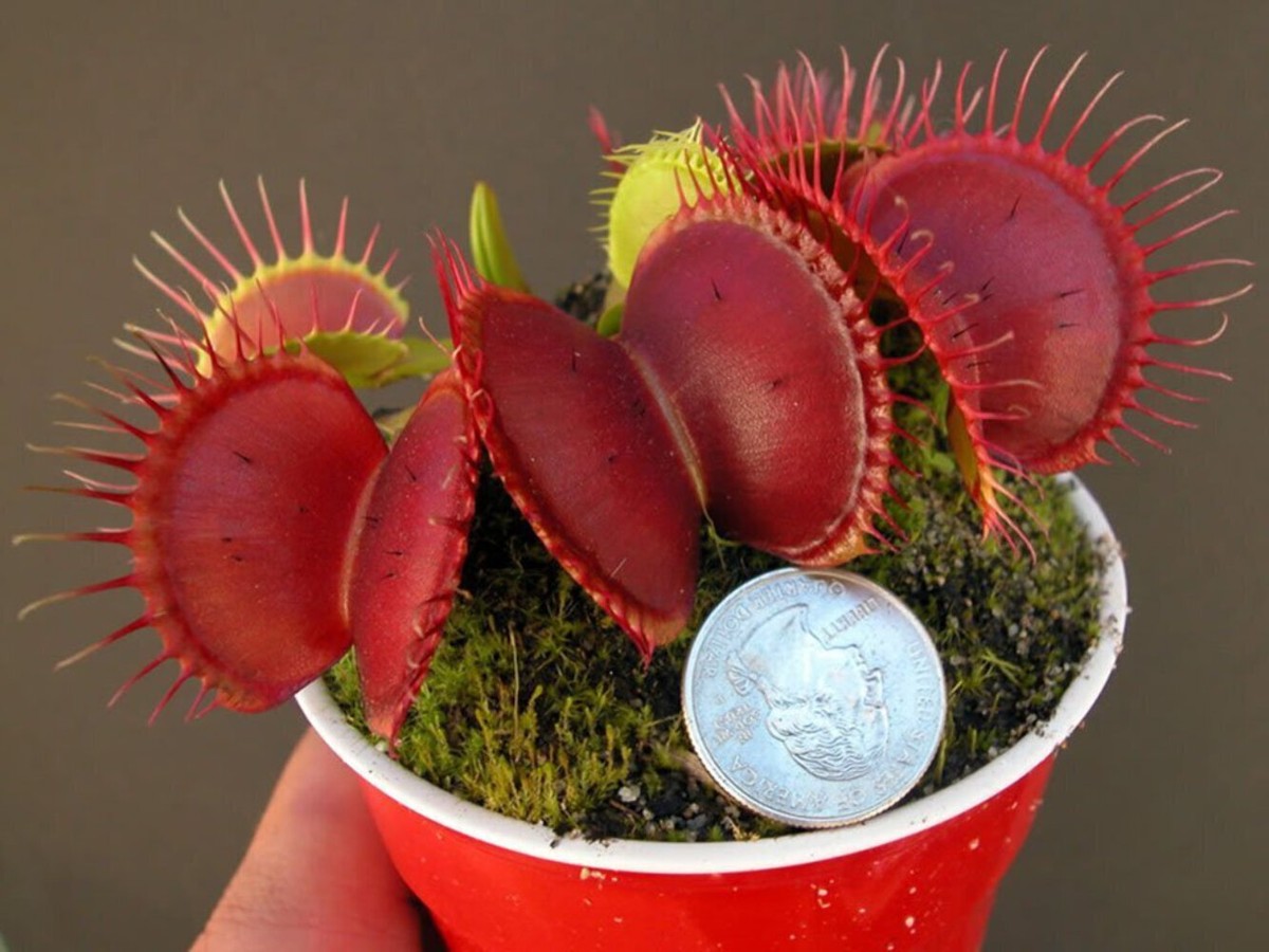 Giant Venus Fly Trap Growing Kit - Dionaea muscipula 'B52' | eBay