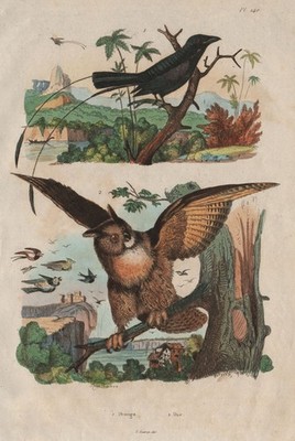 VÖGEL. Greater Racket-tailed Drongo. Herzog (Eurasischer Adler-Eule) 1833 alter Druck