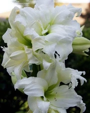 ICE QUEEN Extra Large Amaryllis Bulb 26-28 cm - US Seller!