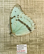 MORPHO EPISTROPHUS ARGENTINUS****male**** N-Argentina(papered)