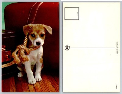 Cute Puppy Dog w/Rope Postcard Scenic Art Berkeley CA Animal Pet Vintage Chrome