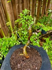 CHINESE ELM  Pre-Bonsai /Bonsai Tree  Cold Hardy /