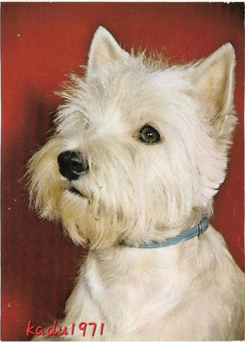 660) AK - Hochland Terrier, " Westie " Hunde Portrait, Dog Tier Hunde Postkarte