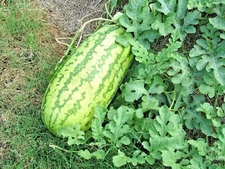 26+JUBILEE WATERMELON Seeds Heirloom Organic Vine 25-30lbs Summer Garden Easy