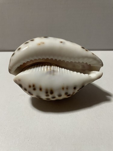 Beautiful Hawaiian Sea Shell - Picture 4 of 7