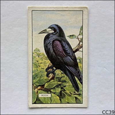 Gallaher British Birds #23 Rook 1937 Cigarette Card (CC39)