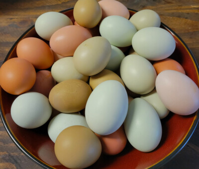 Colorful Layer Hatching Eggs - 18 Easter Egger/Maran/Olive Egger (F1,F2,F3)