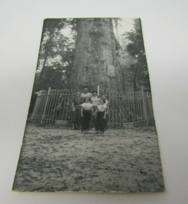 Longwood FL The Senator Tree Family Portrait RPPC Real Photo Postcard c1940s
