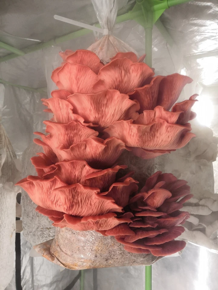 Pilzkulturen | Flüssigkulturen | Mushroom Liquid Cultures | Gourmet, Glowing - Image 3 of 4