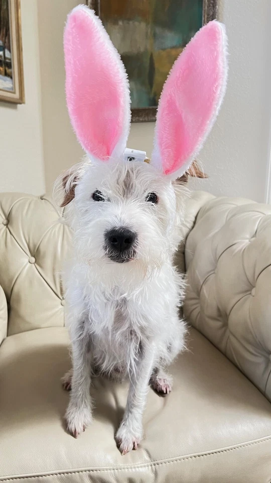 MUJERES HOMBRES SM NOVELA Santa Maria Novella PERFUME EDC 3.4 OZ POLVO MELOGRANO Foto 3 de 3