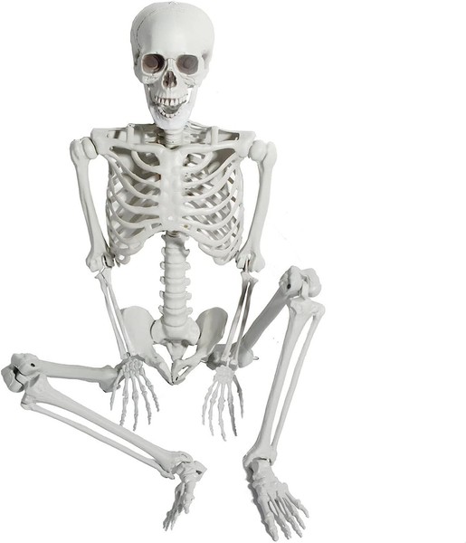Halloween Skelett LebensgrößE 165Cm GanzköRper Mit Beweglichen Gelenken Dekor-image