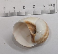 Marine Sea Shell from The Philippines (#R214)