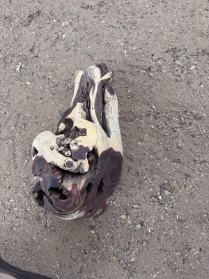 Beautiful Sonoran Desert Unfinished Mesquite Hollow Naturally Dried In Arizona