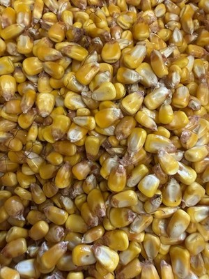 5lbs Field Corn Used For Wildlife And Other Animal Feed