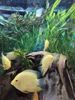 5 Inch Gold Severum - Live Fish
