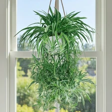 2 Rooted Spider Plant Cuttings – Healthy Chlorophytum Offshoots – Fast-Growing