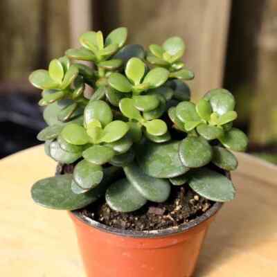 Crassula Ovata green 4.5" pot Money Lucky, Friendship tree live plant | eBay