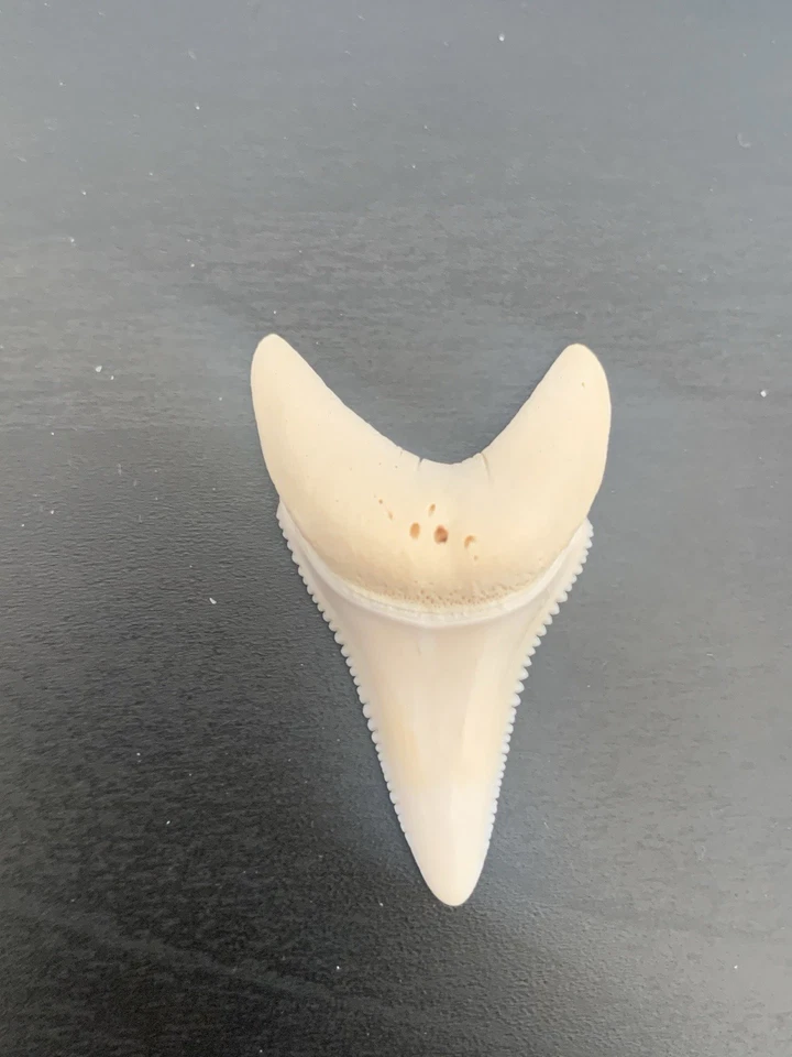 Diente de tiburón GW muy raro blanco clase perfecta A++ Foto 2 de 3