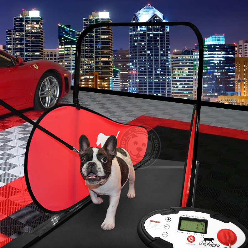 dogPACER Dog Treadmill Folds Portable Small Med Large Dogs 1179 lbs