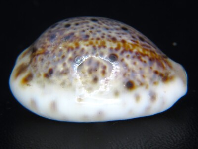 CYPRAEA LYNX CALEDONICA- FLANGED ALL AROUND @ 37.55M-A CALLOUSED SHINNY ROCK!