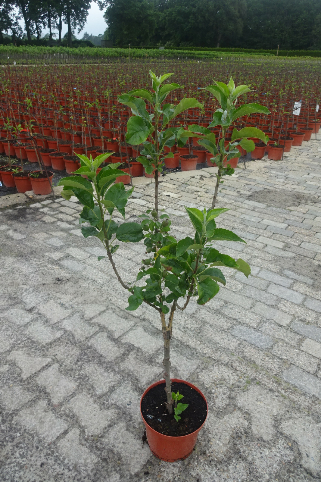 1st. Apfelquitte im Topf 80cm inkl Dünger Terrassenobst Obstbaum Quitte
