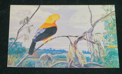 2 PITTSBURGH AVIARY BIRD POSTCARDS, TOUCAN, COCK-OF-THE-ROCK, ARTIST SIGNED - Bild 2 von 4