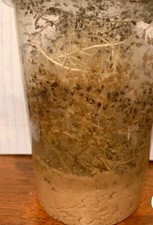 Flightless Fruit Flies  24oz Drosophila hydei culture 2 For 25 FREE SHIPPING