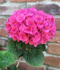 5 Pink Hydrangea Seeds Perennial Garden Shrub Flowers Flowers Seed 382 US SELLER