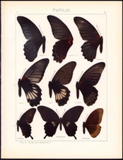1912 Adalbert Seitz Butterflies World, Indoaustralica, Mordingtoni, Theseus etc