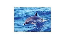 DELPHINE DOLPHINS POSTER DOLPHIN SOLO 50x40cm