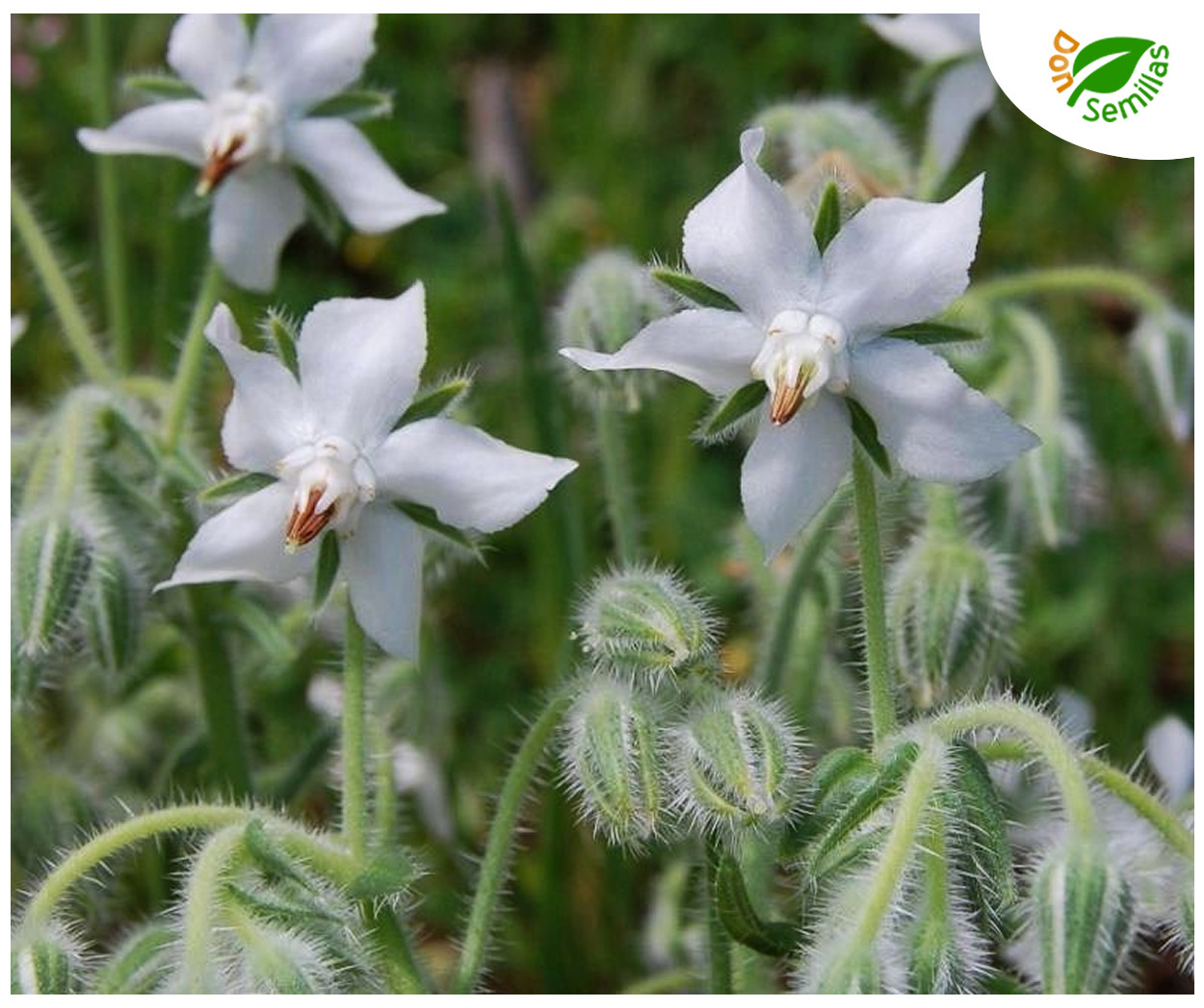 Borraja Flor Blanca ( 300 semillas ) seeds Borrago officinalis alba White Borage