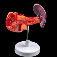 Pancreas Spleen Gallbladder Liver Duodenum Human Body Anatomy Medical Model