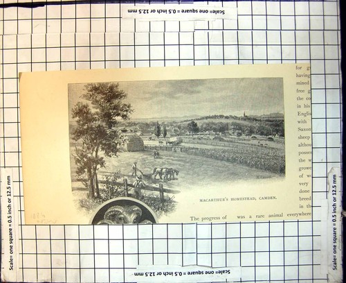 Original Old Antique Print Macarthurs Homestead Camden New South Wales 1886