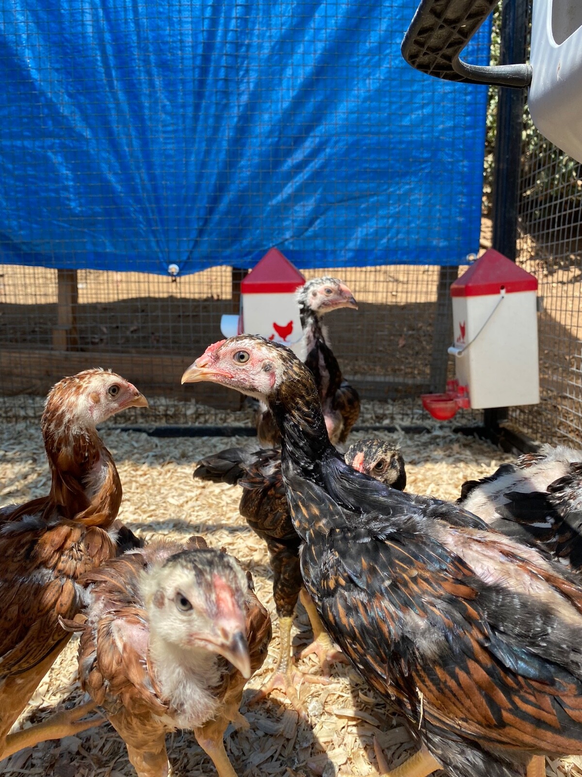 6 Indio Gigante Chicken Hatching Eggs, ClapALong Farms Line eBay