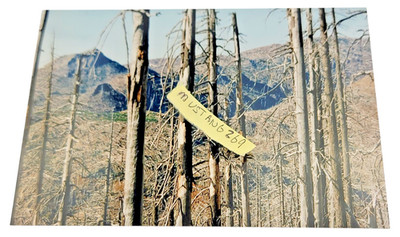 Vtg 90's Mount Saint Helens Aftermath 4 x 6 Color Trees Blown Down and Stripped