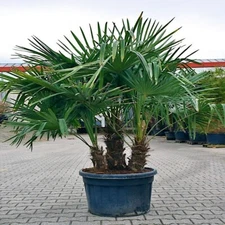 10 WINDMILL FAN PALM Tree Seeds Trachycarpus Fortunei MOST COLD HARDY Palm Plant